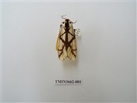 藏品(乳白斑燈蛾)的圖片